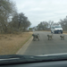 Baboons crossing the road. They run wild all over Africa.