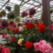 IMGP2585.JPG