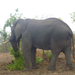 Another view of an elephant.