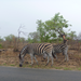 More zebras.