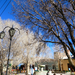 17 - Árvores na praça central de Uyuni.JPG