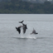 Dolphins at play in Bocas del Toro Panama