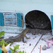 Lizard Lodge