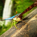 n513618078_1505236_5366.jpg