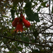 pomegranate flower