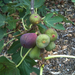 figs